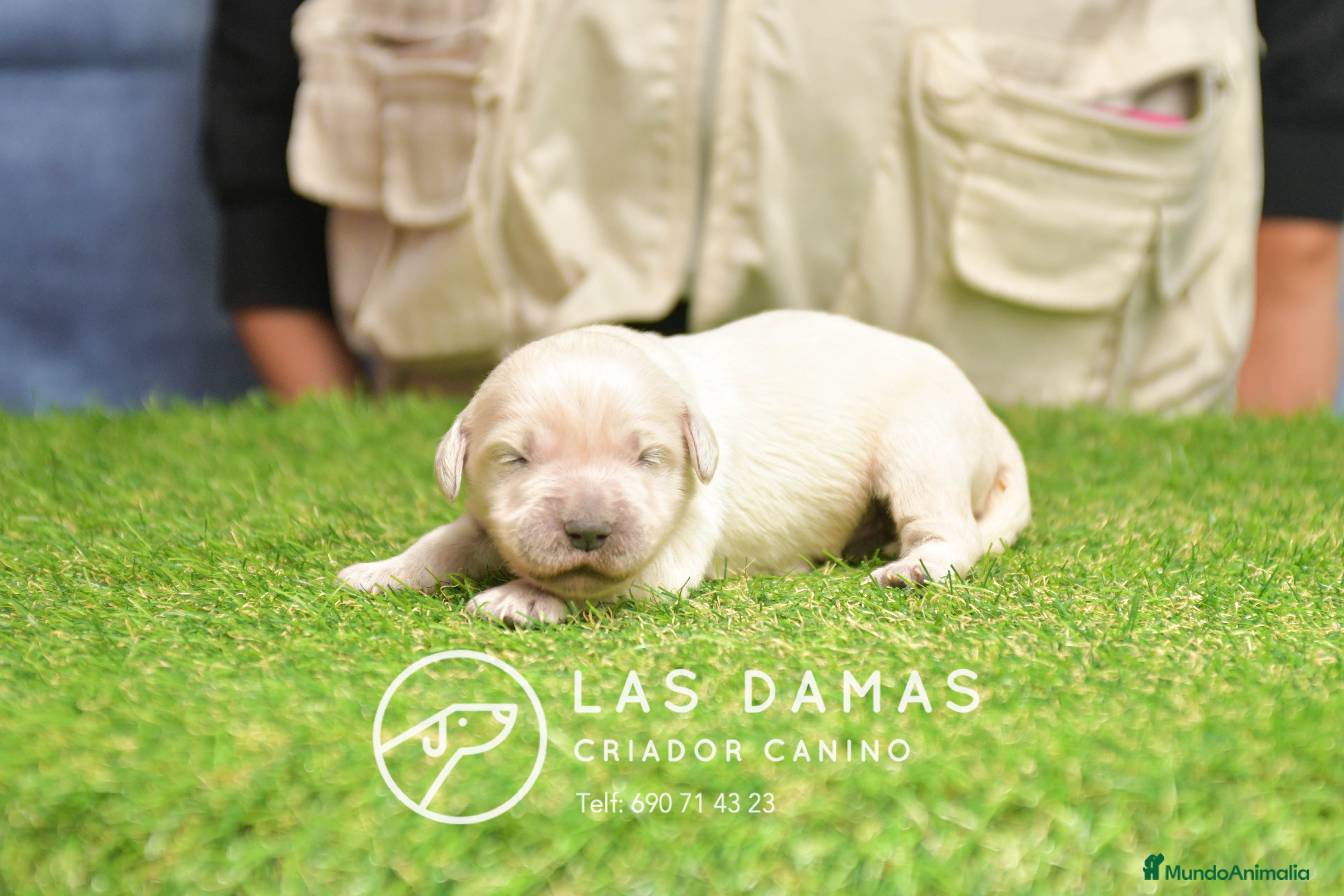 Golden Retriever perros GOLDEN RETRIEVER DISPONIBLES - Anuncio 3