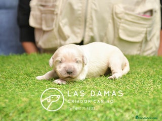 Golden Retriever perros GOLDEN RETRIEVER DISPONIBLES - Anuncio 2