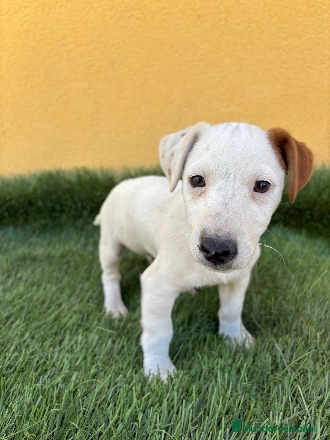 Jack Russell Terrier perros en venta: Jack Russell Terrier macho pata corta  - Imagen 8