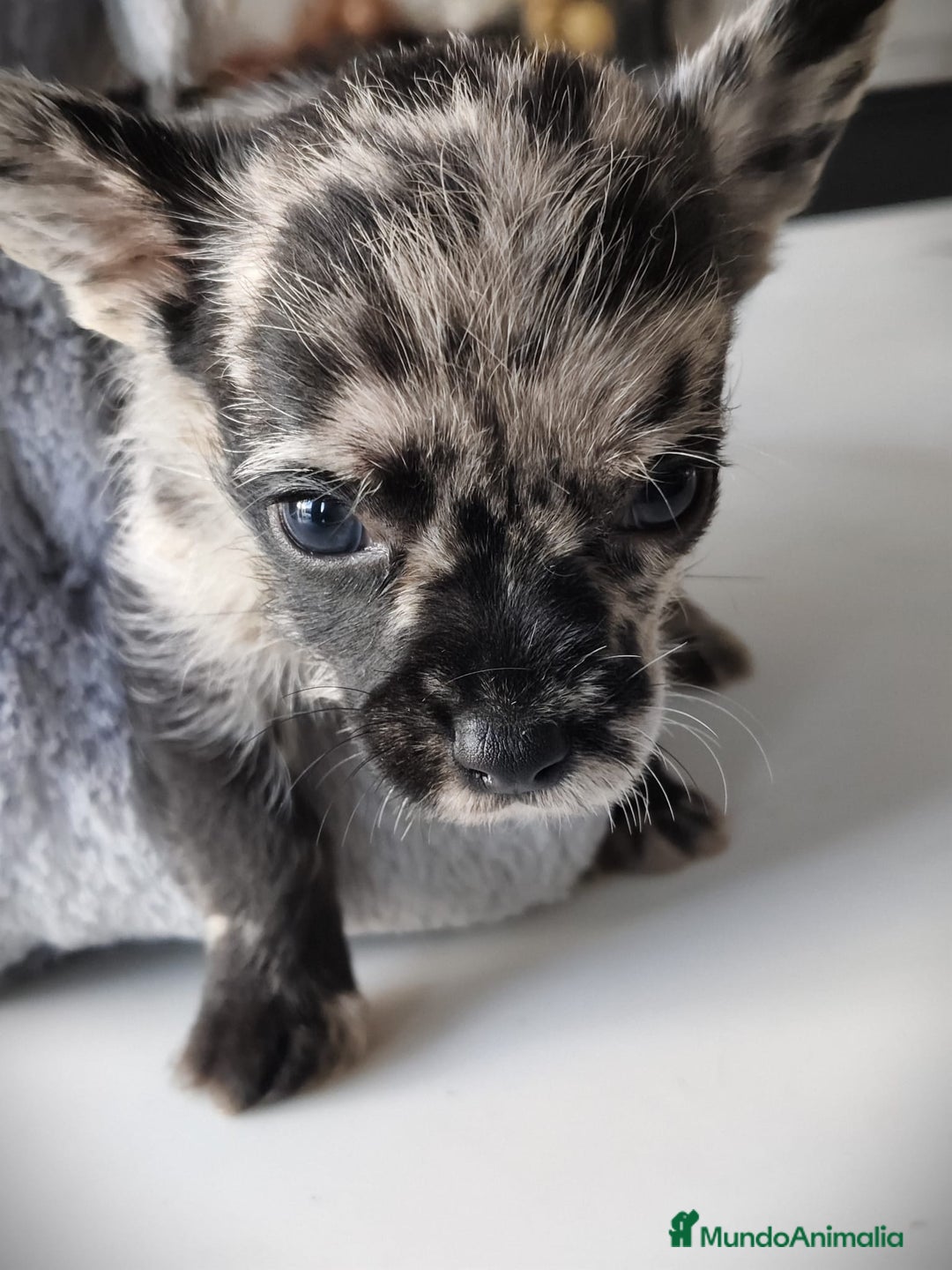 Chihuahua perros en venta: Chihuahua macho merle Toy  - Anuncio 3