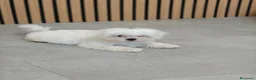 Bichón Maltés perros en venta: Machito Bichón maltés disponible  - Anuncio 3