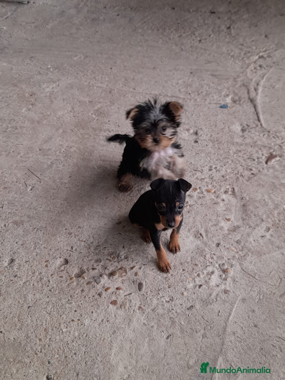 Yorkshire Terrier perros Yorsay mini - Anuncio 3