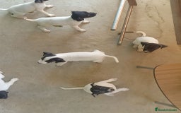 Ratonero Bodeguero Andaluz perros en venta: Bodegueros adaluces - Imagen 1