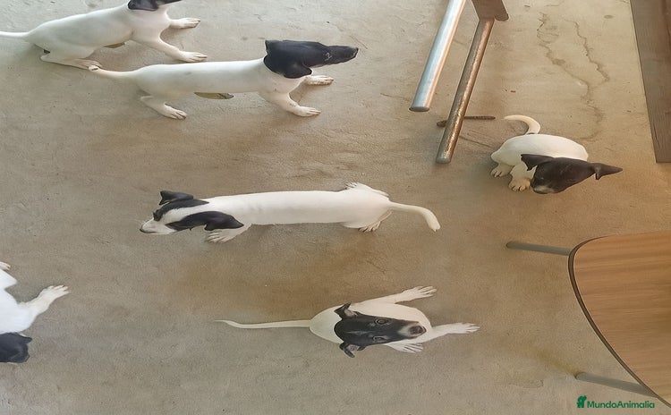 Ratonero Bodeguero Andaluz perros - Anuncio 16