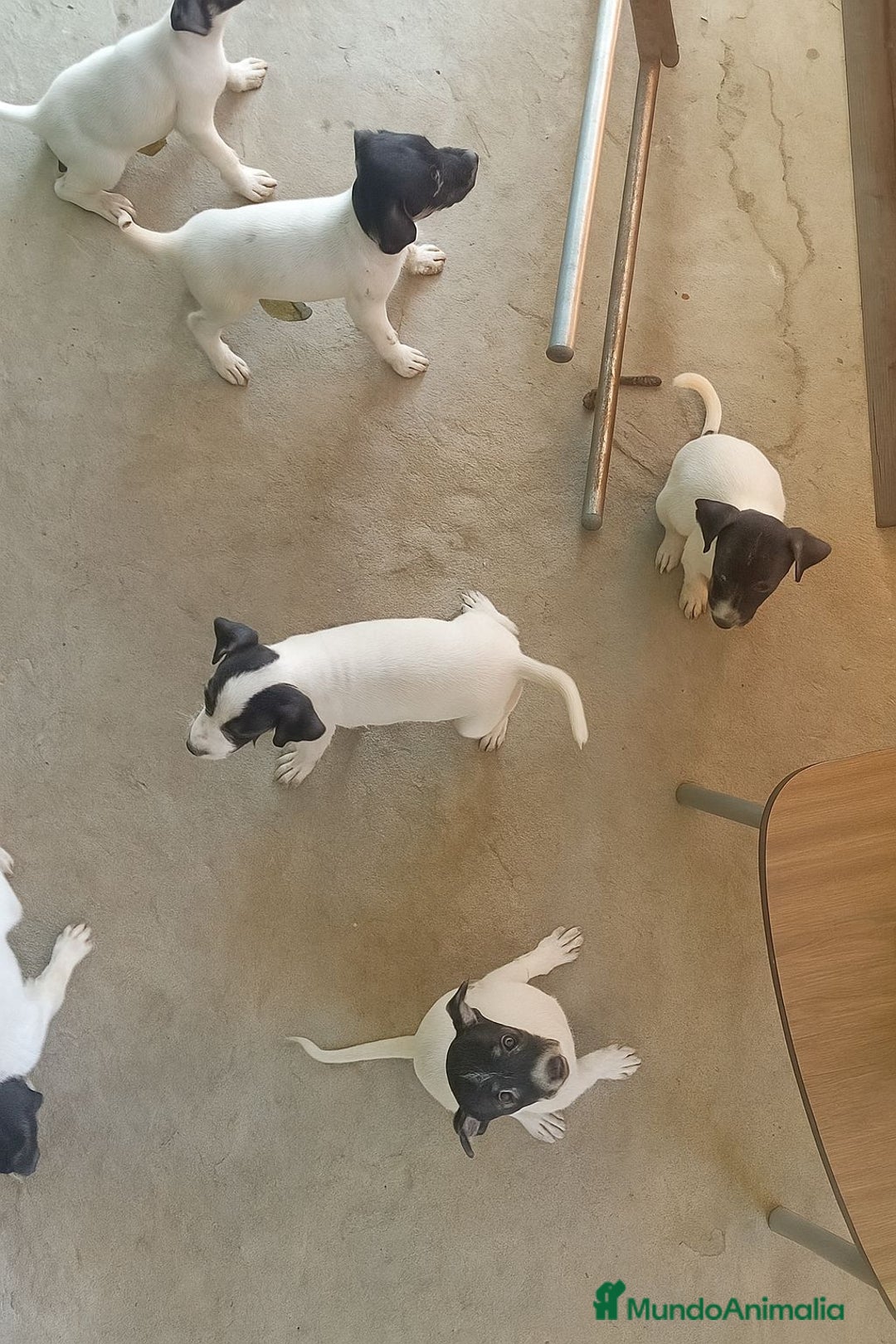 Ratonero Bodeguero Andaluz perros en venta: Bodegueros adaluces - Imagen 1