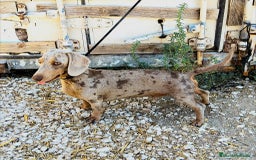 Teckel perros para monta: Teckel arlequín Isabella para monta - Imagen 1