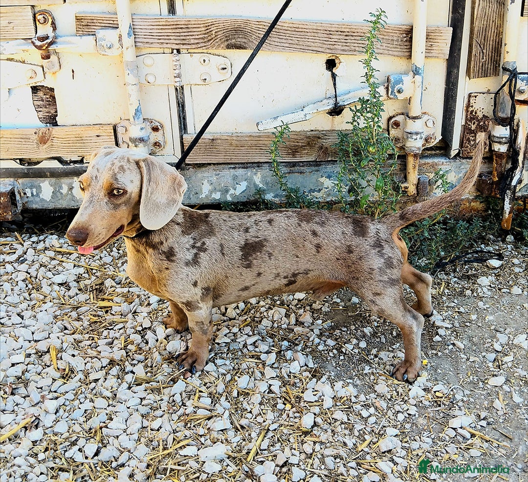 Teckel perros para monta: Teckel arlequín Isabella para monta - Imagen 1