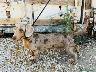 Teckel perros Teckel arlequín Isabella para monta - Anuncio 13