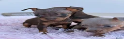 Pinscher Miniatura perros en venta: Mini pincher chocolates e Isabella  - Anuncio 3