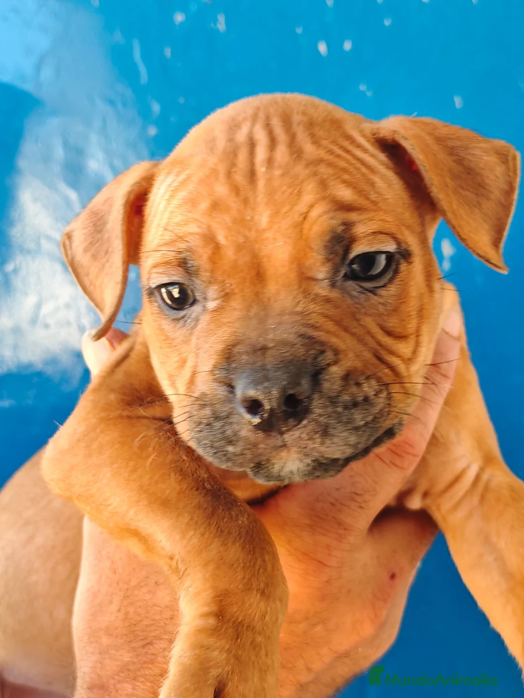 American Staffordshire-Terrier perros en venta: American - Anuncio 3