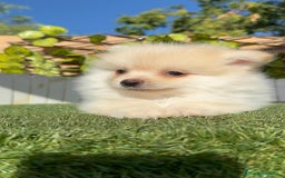 Pomerania perros en venta: POMERANIA MACHO - Imagen 2