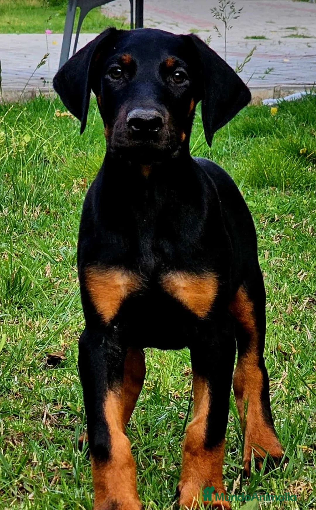 Dobermann perros en venta: Dóbermann negro fuego y chocolate🐾🐶 en Sevilla - Anuncio 2