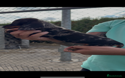 Teckel perros en venta: Espectaculares teckel kaninchen  - Imagen 2