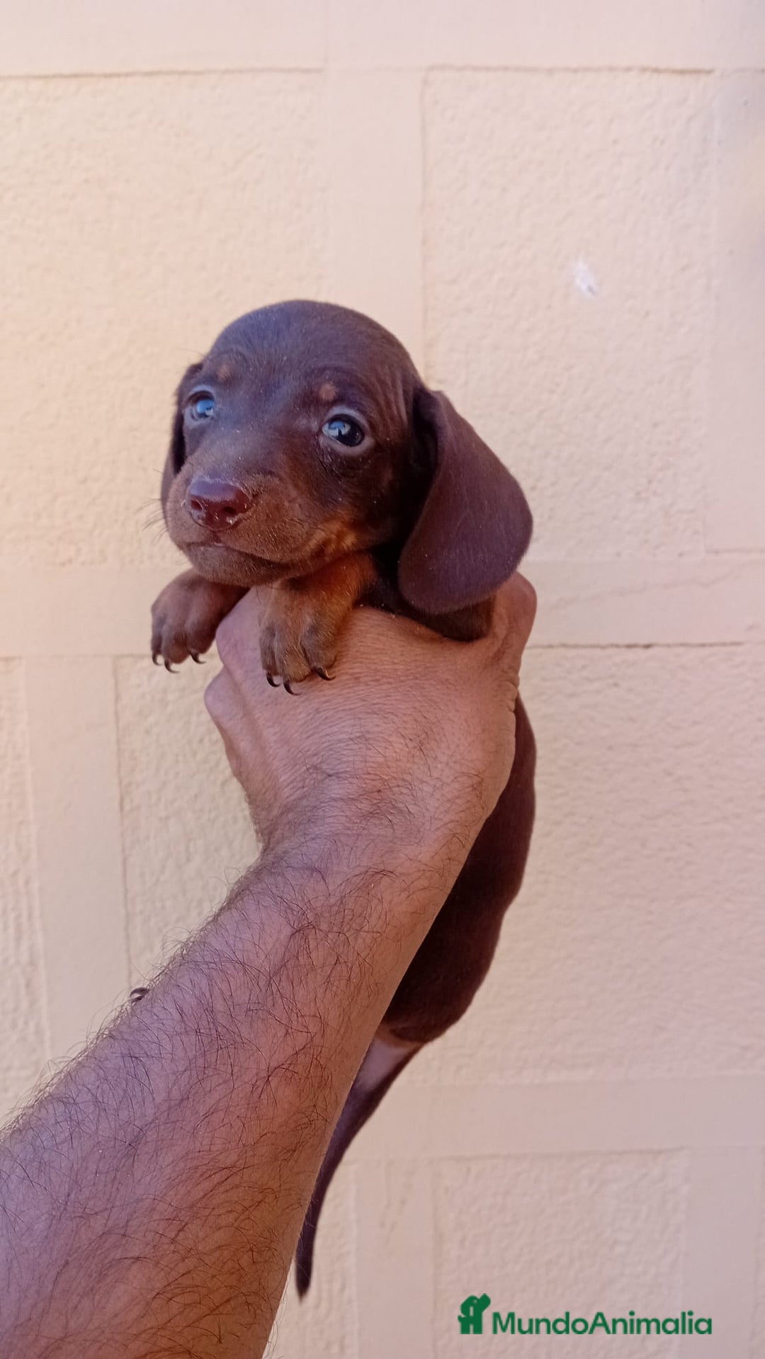 Teckel Miniatura perros en venta: Teckel kaninchen  - Imagen 9