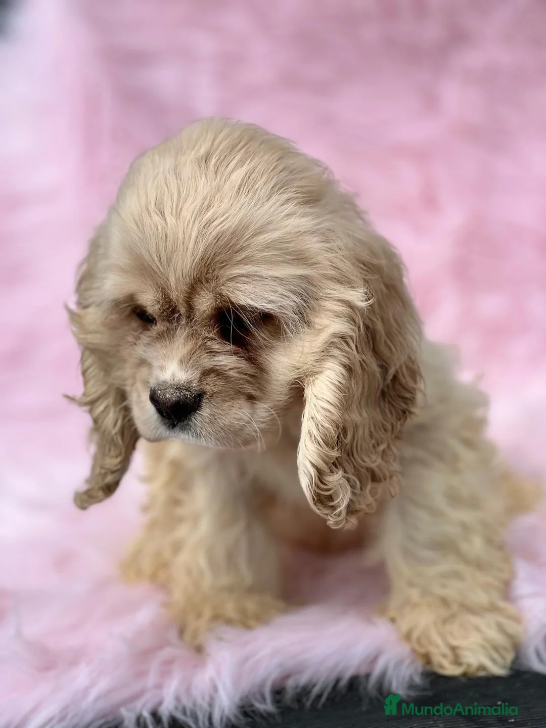 Cocker Spaniel Americano perros en venta: Cocker americano  en Barcelona - Anuncio 8