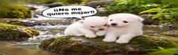 Pomerania perros en venta: CAMADA POMERANIAS CHIQUITINES  - Anuncio 7