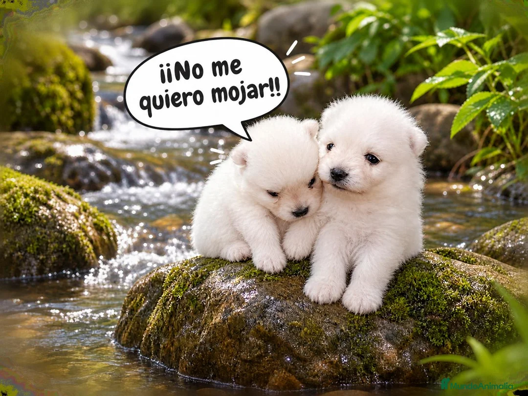 Pomerania perros en venta: CAMADA POMERANIAS CHIQUITINES  - Anuncio 7