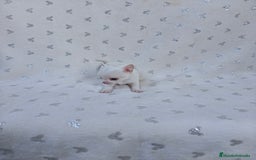 Chihuahua perros en venta: Chihuahua Macho y Hembra  - Imagen 5