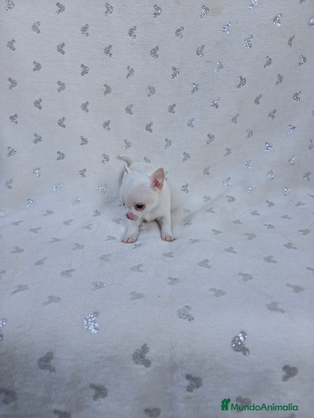 Chihuahua perros en venta: Chihuahua Macho y Hembra  - Imagen 5