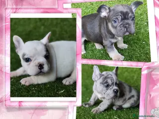 Bulldog Francés perros Camada familiar de bulldog frances - Anuncio 1
