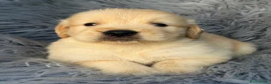 Golden Retriever 1