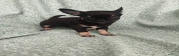 Chihuahua perros en venta: Chihuahua Toy - Anuncio 9
