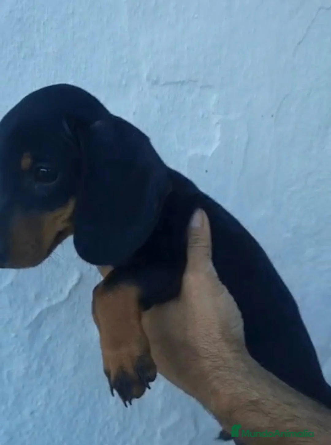 Teckel Miniatura perros en venta: Teckel miniaturas color chocolate y negros fuego  - Anuncio 1