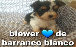 Biewer Yorkshire Terrier a la Pom Pon perros en venta: Biewer machito chiquitin con pedigree - Imagen 4