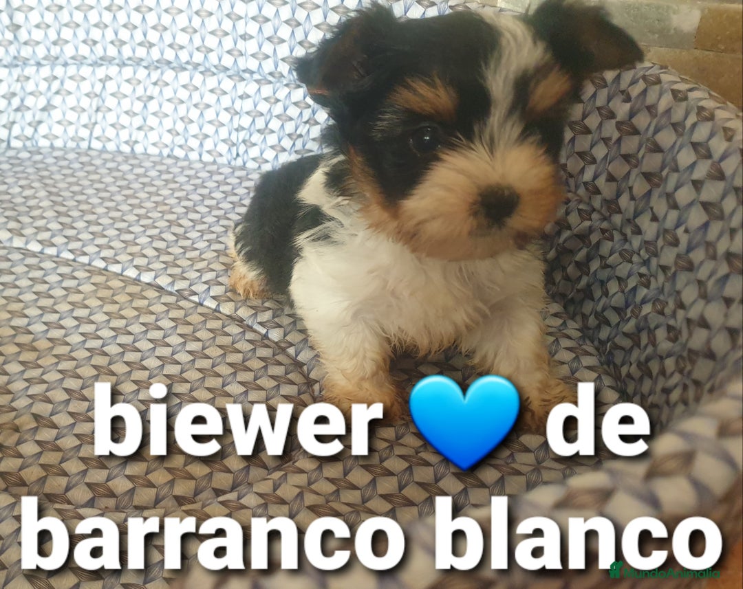 Biewer Yorkshire Terrier a la Pom Pon perros en venta: Biewer machito chiquitin con pedigree - Imagen 4