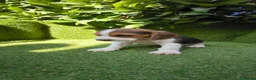 Beagle perros en venta: beagles tricolor 2 machos  - Anuncio 8