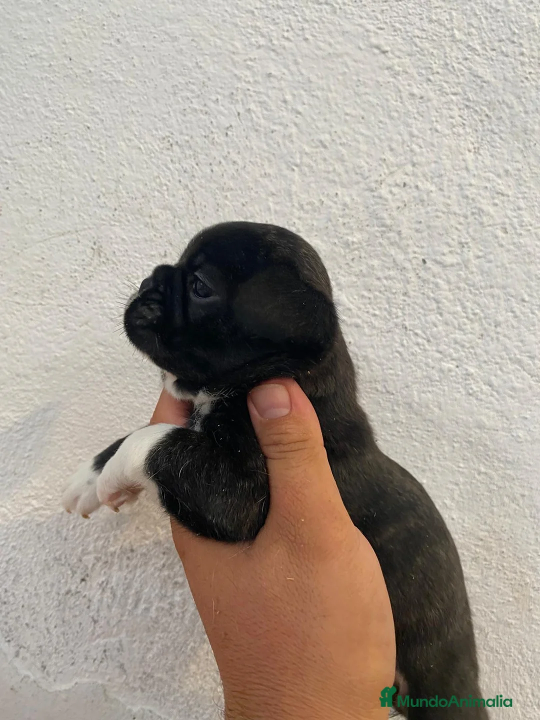 Bulldog Francés perros en venta: Bulldog francés  en Sevilla - Anuncio 2