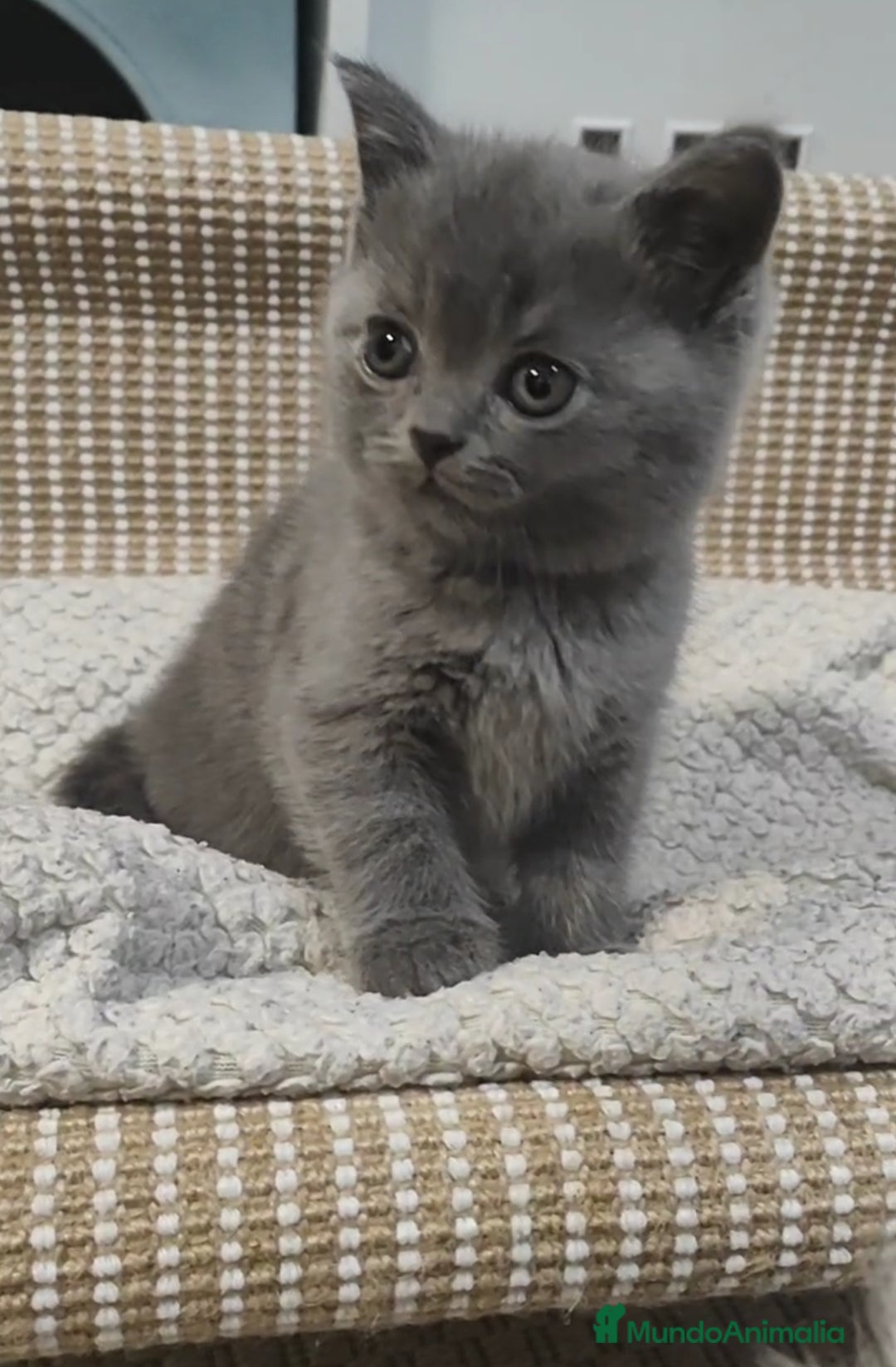 Británico de Pelo Corto Azul gatos en venta: Gatito British shorthair color blue - Anuncio 2