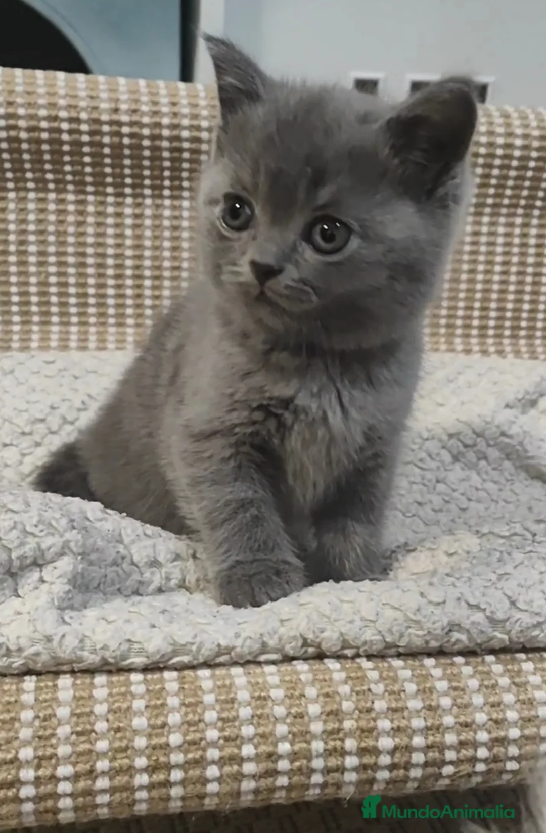 Británico de Pelo Corto Azul gatos en venta: Gatito British shorthair color blue - Anuncio 2