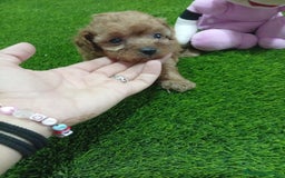 Maltipoo perros en venta: PRECIOSO MALTIPOO 90% CANICHE  - Imagen 2