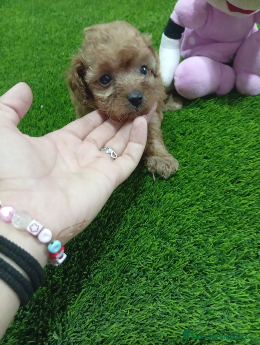 Maltipoo perros en venta: PRECIOSO MALTIPOO 90% CANICHE  - Imagen 2