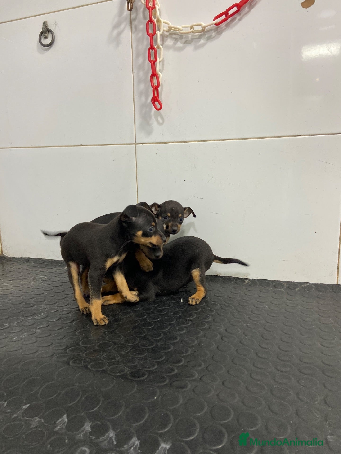 Pinscher Miniatura perros en venta: Cachorros Mini Pinscher 500€ ¡PRECIO REAL!   - Anuncio 2