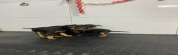 Pinscher Miniatura perros en venta: Cachorros Mini Pinscher 500€ ¡PRECIO REAL!   - Anuncio 2