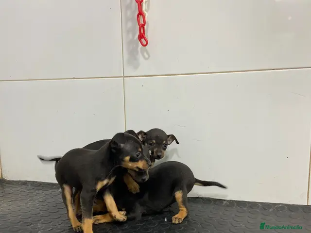 Pinscher Miniatura perros en venta: Cachorros Mini Pinscher 500€ ¡PRECIO REAL! - Anuncio 2