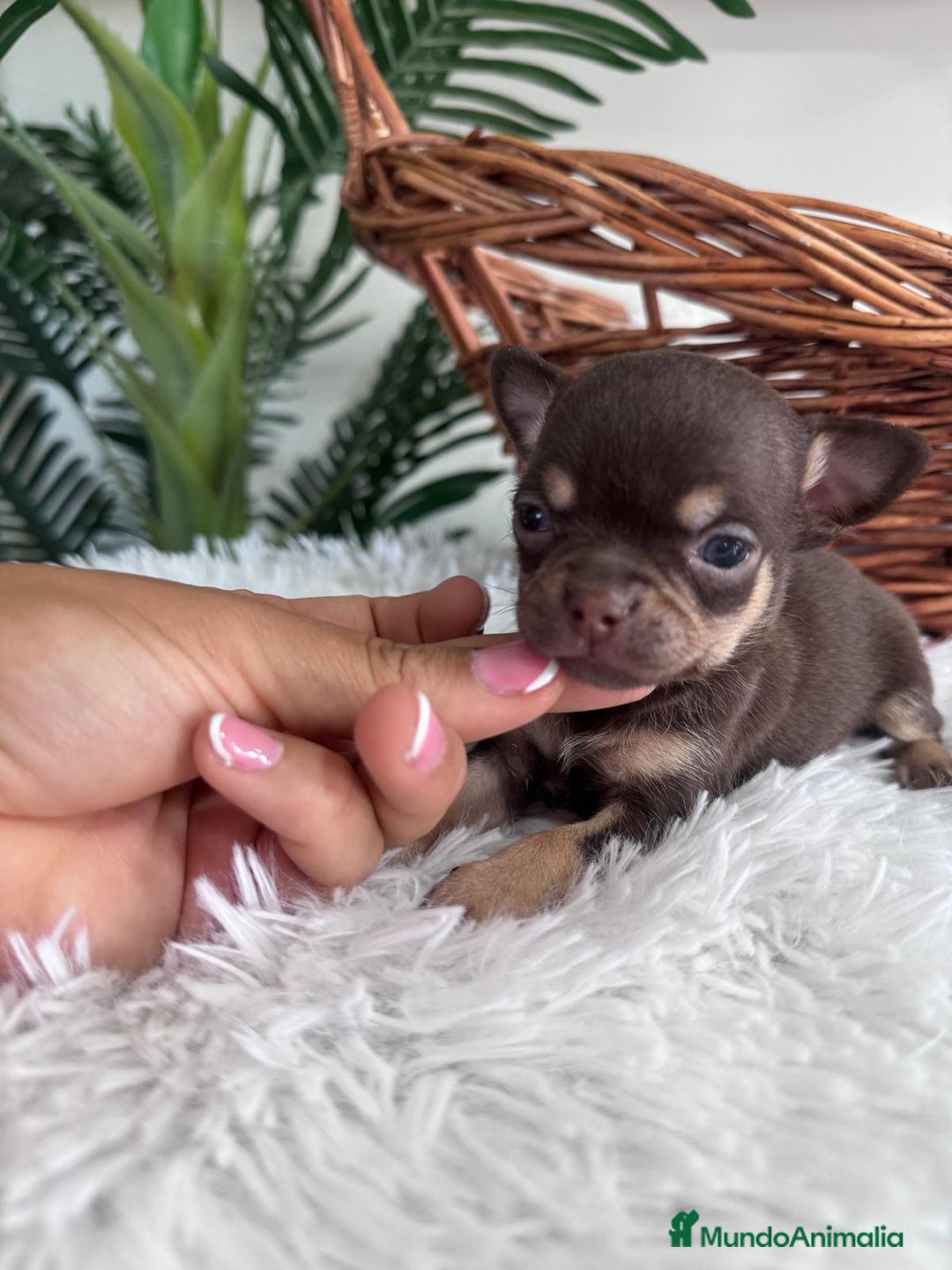 Chihuahua perros en venta: CHIHUAHUA MACHO - Imagen 8