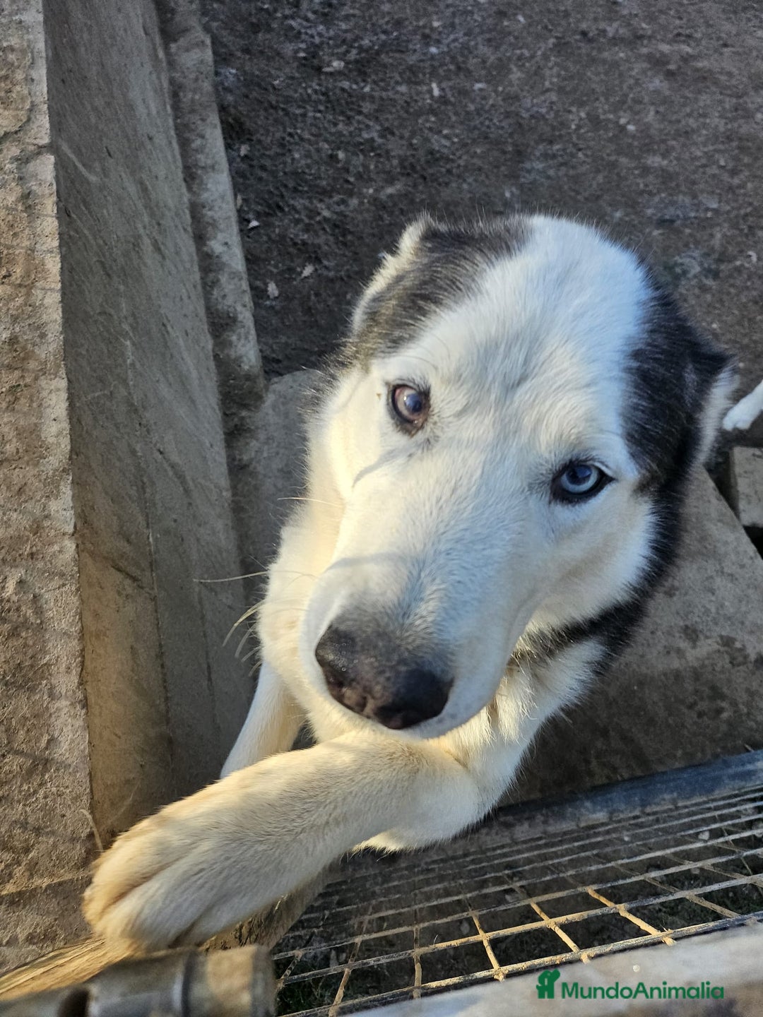 Husky Siberiano perros en venta: HUSKY SIBERIANO - Anuncio 9