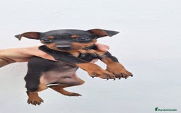 Pinscher Miniatura perros en venta: Mini pinche  - Anuncio 1