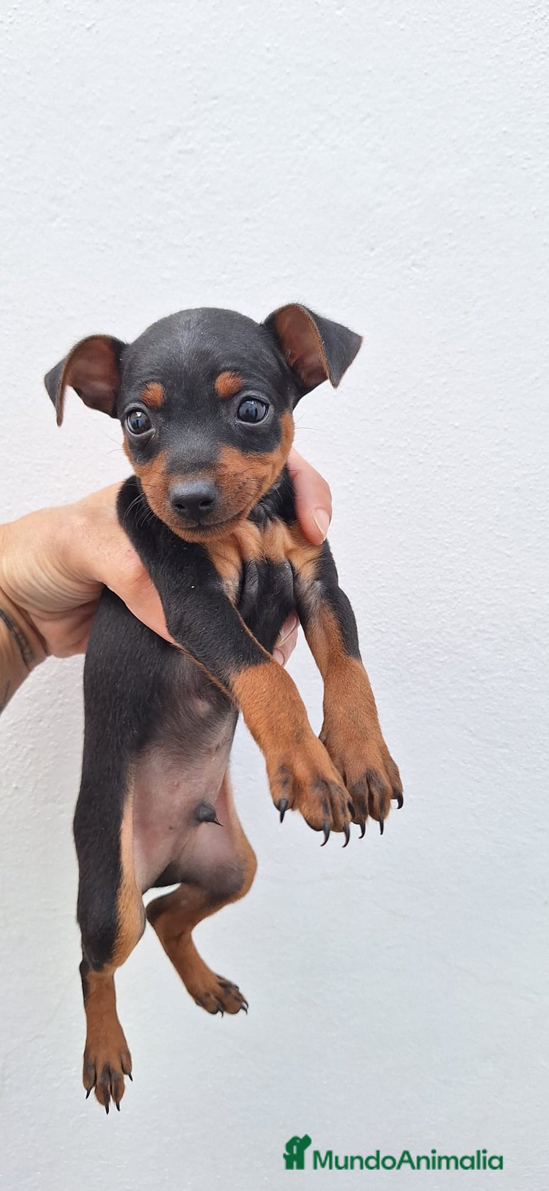 Pinscher Miniatura perros en venta: Mini pinche  - Anuncio 1