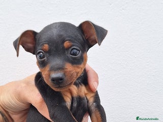 Pinscher Miniatura perros Mini pinche - Anuncio 2