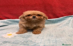 Shihpoo perros en venta: Monísima ShihPoo  - Imagen 3