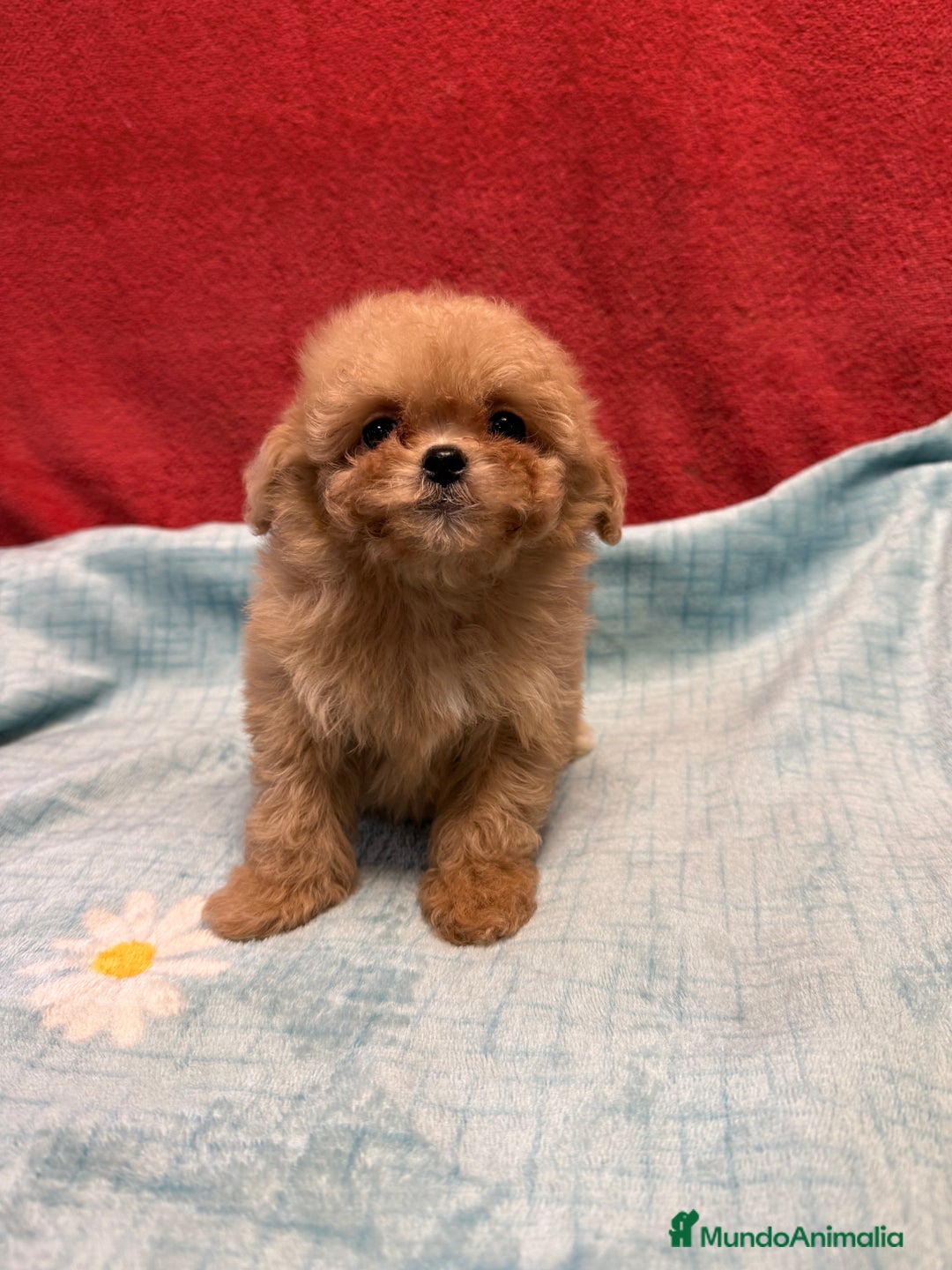 Shihpoo perros en venta: Monísima ShihPoo  - Imagen 3