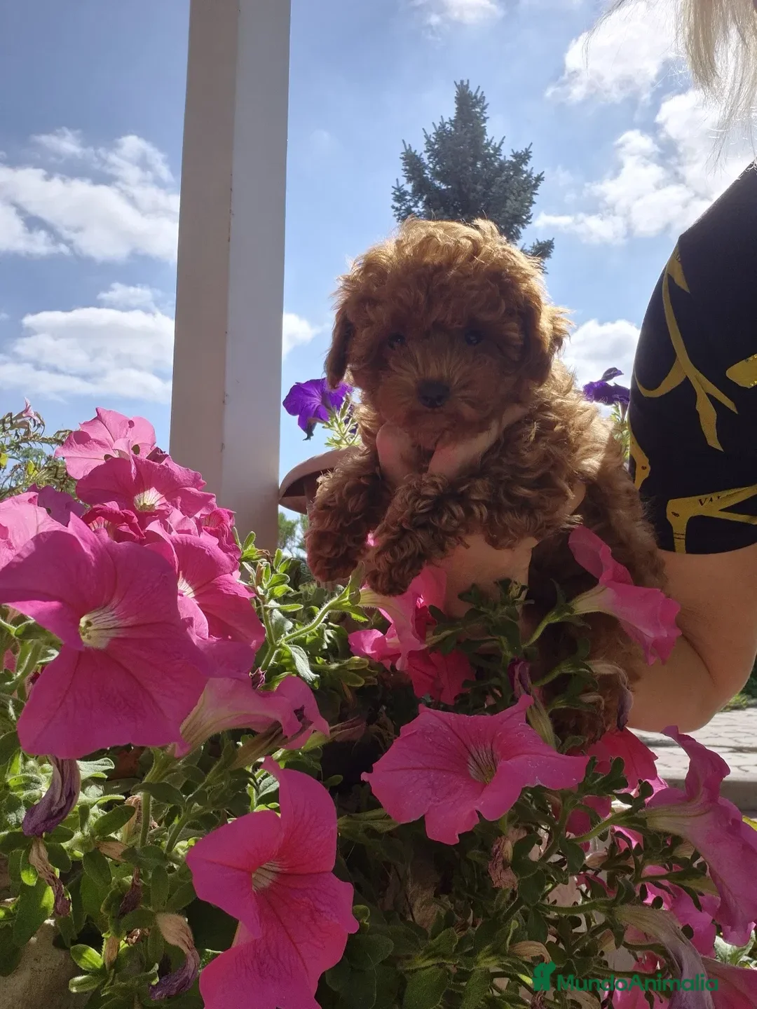 Caniche Enano perros en venta: caniche  - Imagen 2