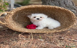 Bichón Maltés perros en venta: Bichon Maltés toy hembra y macho  - Imagen 6