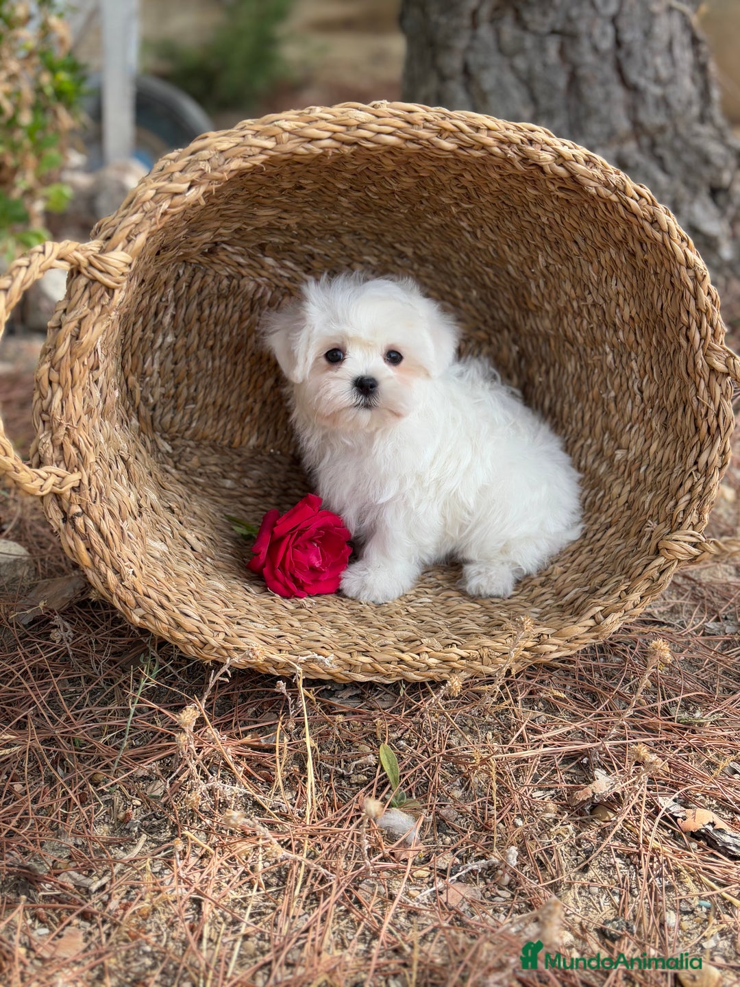 Bichón Maltés perros en venta: Bichon Maltés toy hembra y macho  - Imagen 6