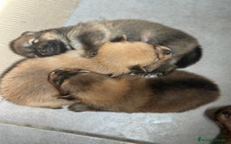 Pomerania perros en venta: POMERANIA TOY DISPONIBLES - Imagen 10