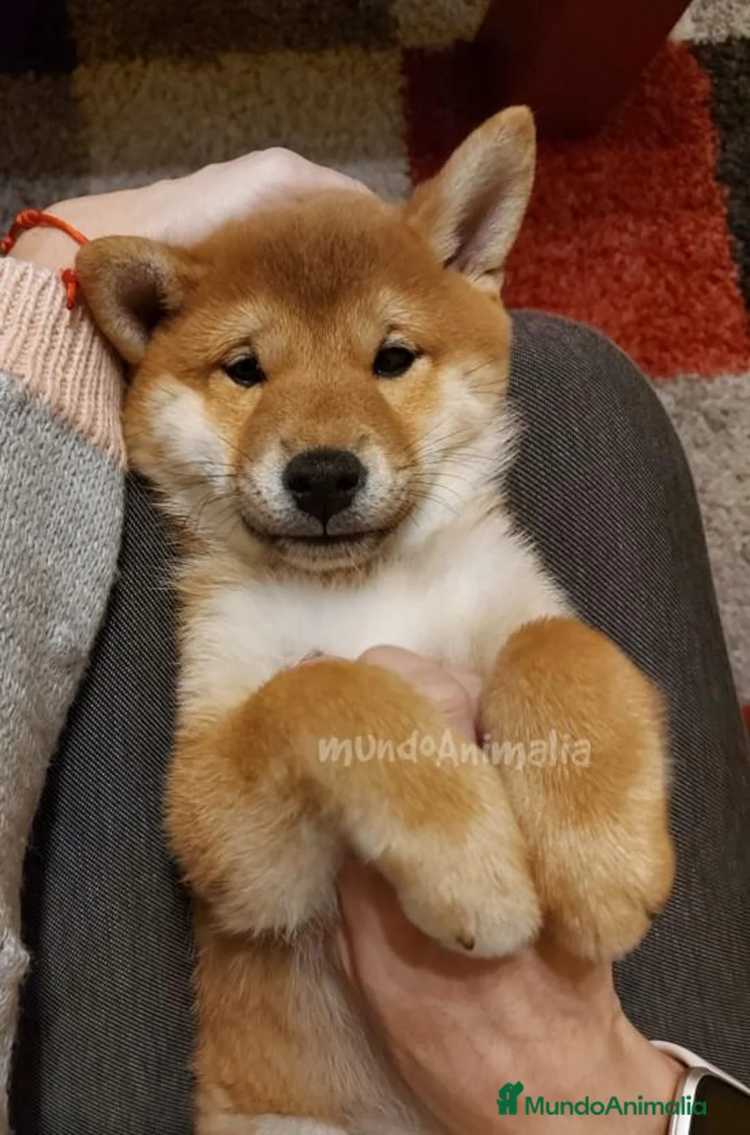 Imagen de galería {{count}}